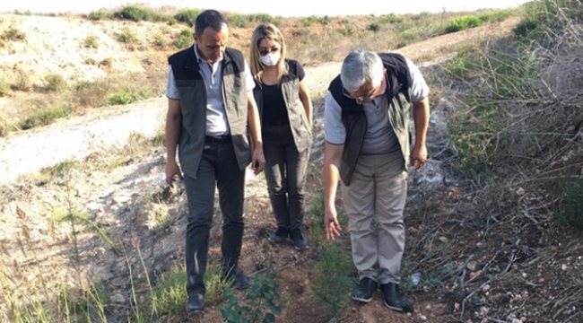 Adana’da endüstriyel ağaçlandırma çalışmaları tamamlanıyor