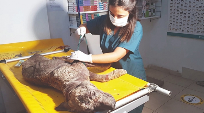 Uyuz köpeğe CAHİDE sahip çıktı