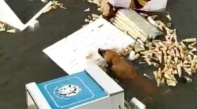 Suların içinde kalan köpeğin kurtulma çabası