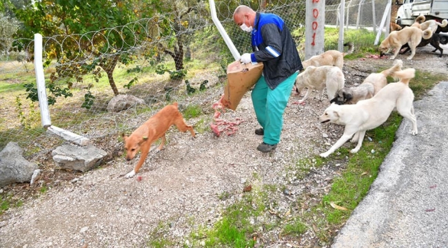 Çukurova'da sokak hayvanlarına mama ve su desteği