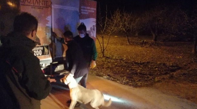 Köpek dövüşüne baskın