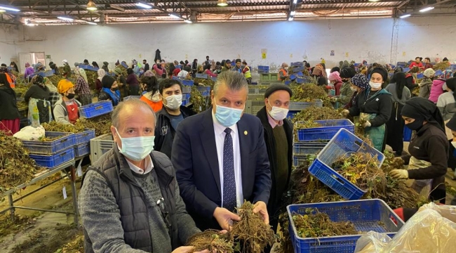 "Adana'nın yüzünü çilekle ağartıyor"