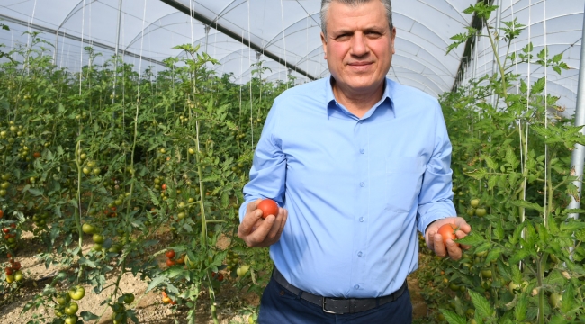 "Mağdur domates üreticisi çözüm bekliyor"