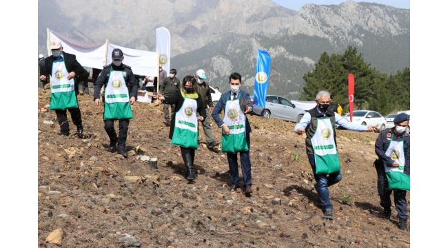 Yanan ormanlık alanlara kızılçam tohumu ekiliyor