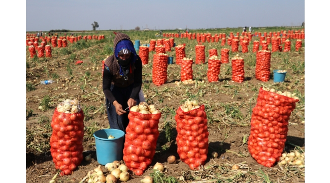  Adana’da turfanda soğan hasadı başladı