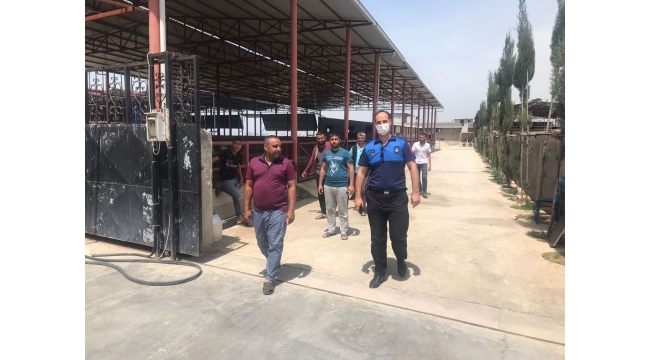 Kaybolan 99 atla ilgili Adana'da bir ahırda arama yapıldı