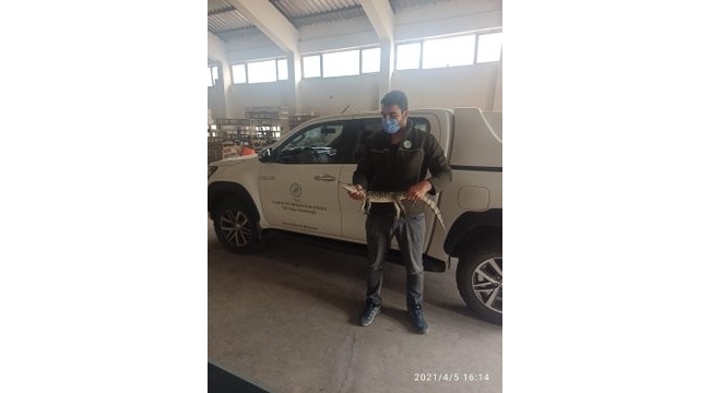 TİMSAHA EL KONULDU