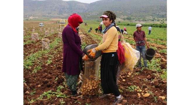 Erkenci patates hasadı başladı
