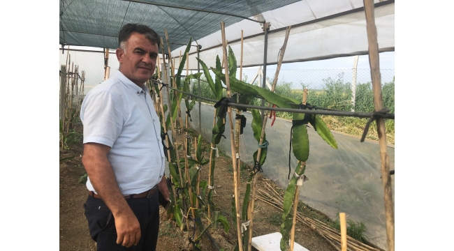  Fidancıda denemek için dikti, şimdi serasını kurdu