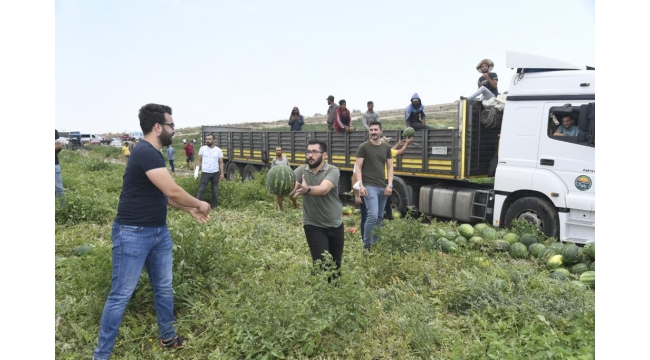 CHP’li gençler karpuz hasadı yaptı