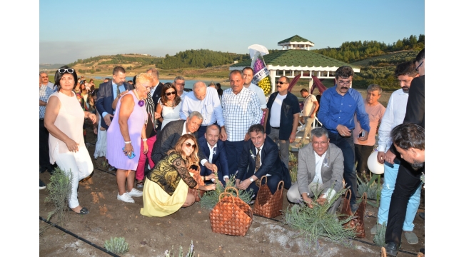 Adana’da lavanta hasadı başladı
