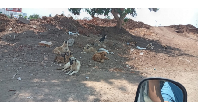 Sokak köpekleri TEHLİKE SAÇIYOR
