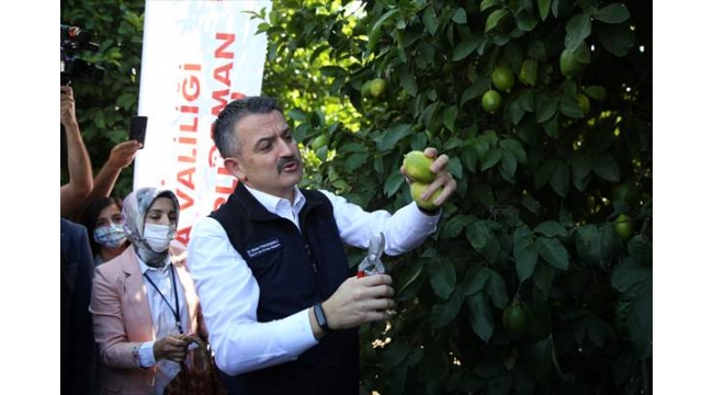 Tarım Bakanı Adana'da limon hasadına katıldı