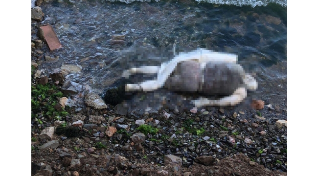 Elleri ve ayakları kelepçeli ceset bulundu