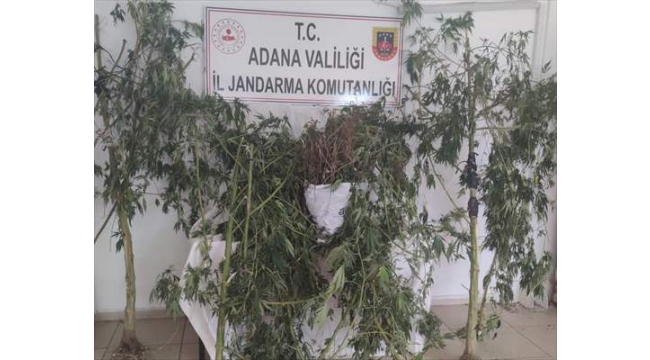 Evinde esrar ve kenevir yetiştirdi