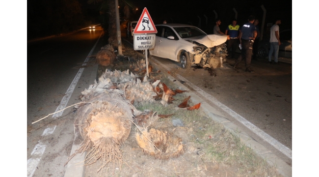 Otomobil palmiye ağacına çarptı