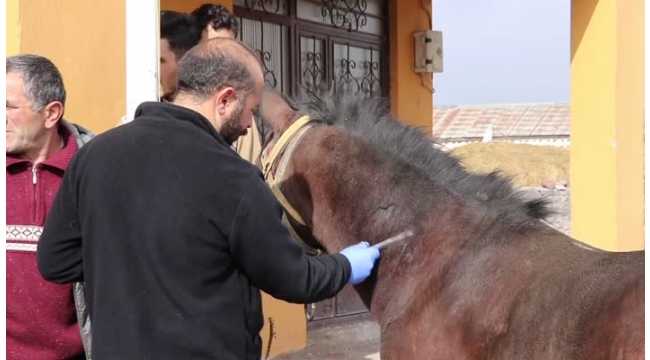 Sahipli at ve köpeklerin kimlik kaydı oluşturuldu
