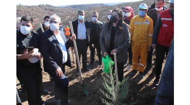 Yanan ormanlık alanlar fidanla buluşturuldu
