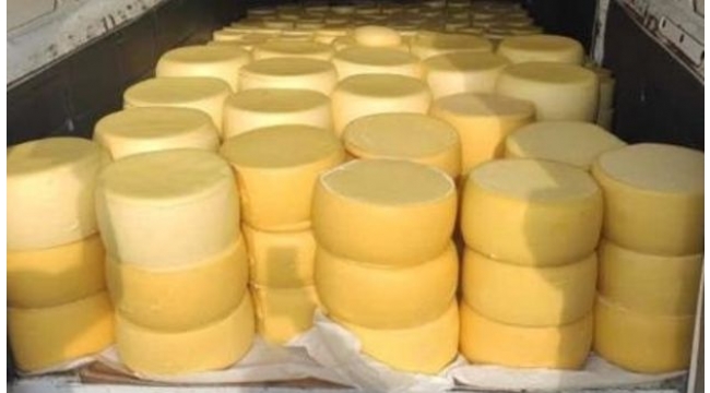 1 ton 800 Kg kaçak kaşar ele geçirildi