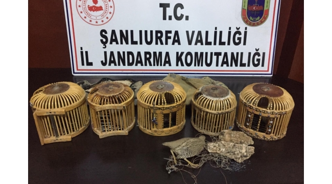 Kaçak avlanan şahıslar suçüstü yakalandı