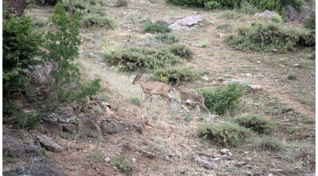 Yaban keçisi avlayan 2 kişiye 126 bin lira ceza kesildi
