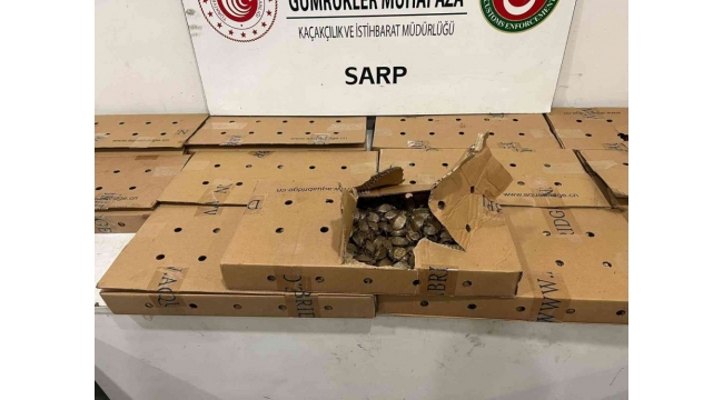 Sınır Kapısında 5 bin su kaplumbağası ele geçirildi!
