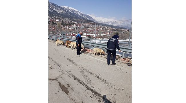 Büyükşehir Zabıtası sokak canlılarını besledi