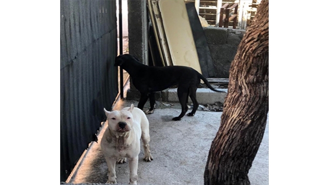 Yasaklı ırklı 2 köpek korkuya sebep oldu!