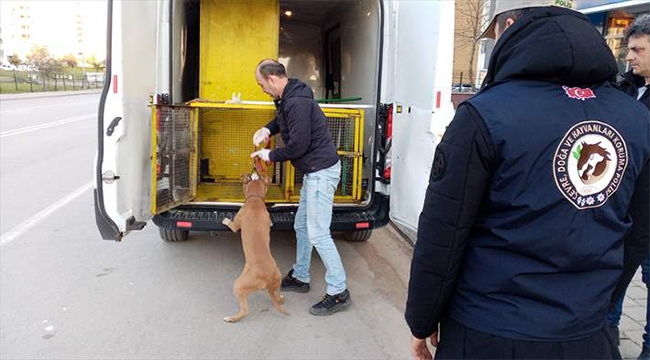 Başıboş gezen Pitbull köpek barınağa teslim edildi