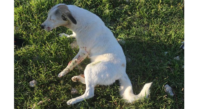 Köpeğe çarpan otomobil boş araziye devrildi