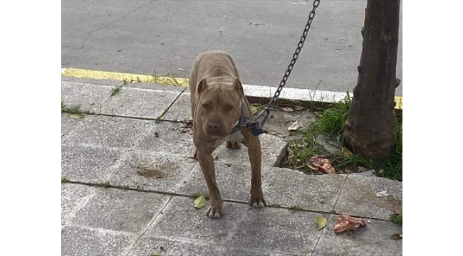 Tehlikeli ırk köpek sahiplerine para cezası
