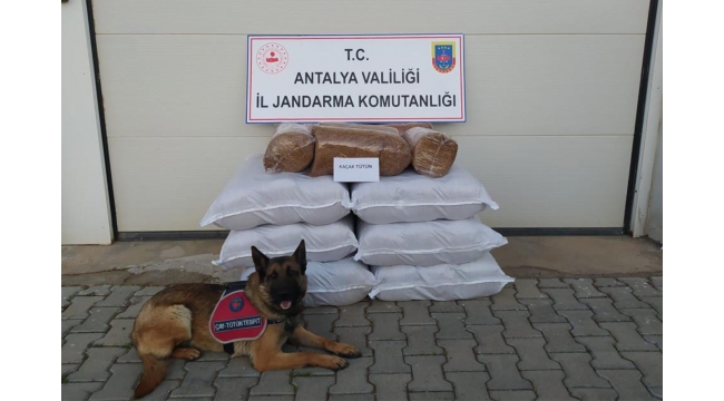 210 kilogram kaçak tütün ele geçirildi
