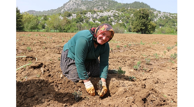 KADINLAR DİKİYOR ANADOLU LAVANTA KOKUYOR