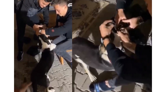 Köpeğe zorla alkol içirdiler!