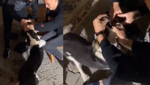 Köpeğe zorla alkol içirdiler!