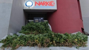 Mısır tarlasında 477 kök Hint keneviri ele geçirildi