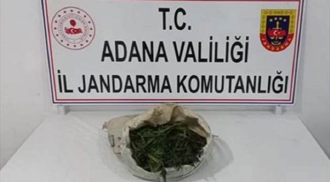 Orman arazisine kenevir ekmişler