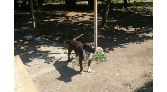 Pitbull sahibine 14 bin TL ceza