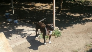 Pitbull sahibine 14 bin TL ceza