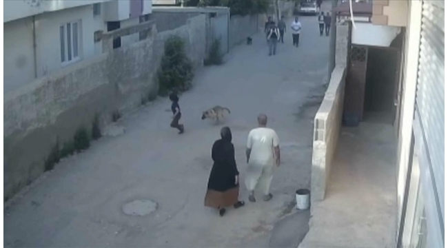 Sahipsiz köpek saldırıları bitmiyor!