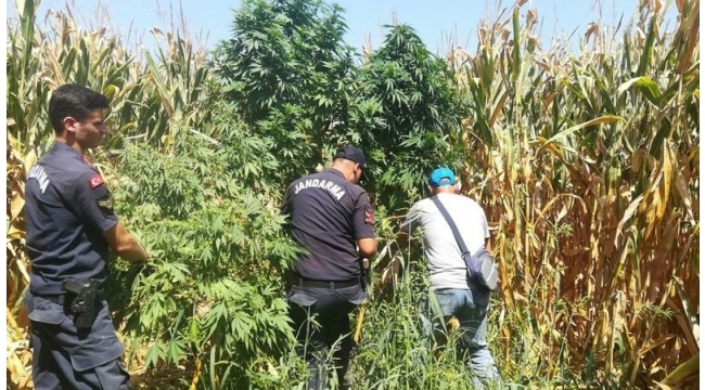 3 bin 178 kök Hint keneviri ele geçirildi