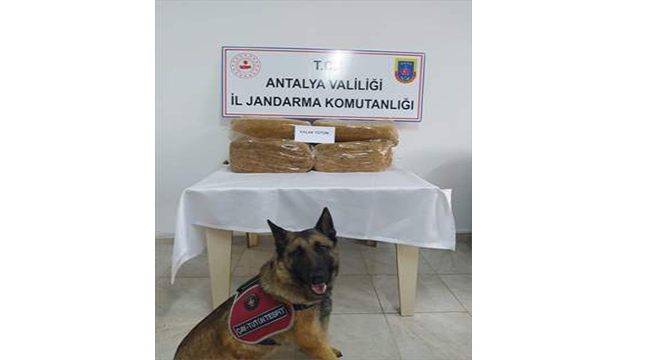 50 kilogram kaçak tütün bulundu