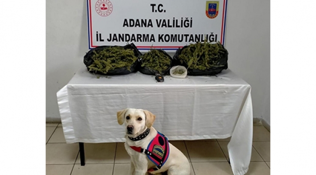 Adana'da 95 kök Hint Keneviri ele geçirildi