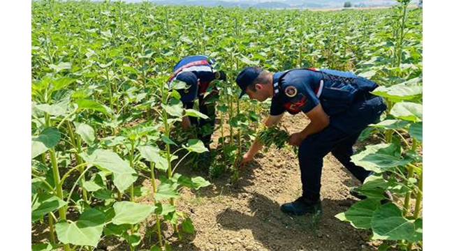 620 kök Hint keneviri ele geçirildi