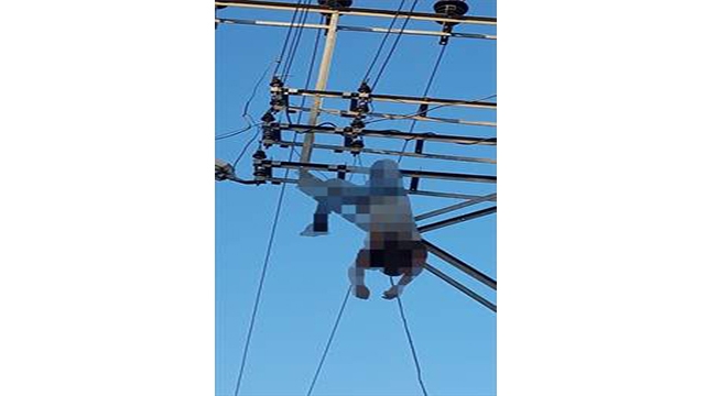 Elektrik akımına kapılıp feci şekilde can verdi