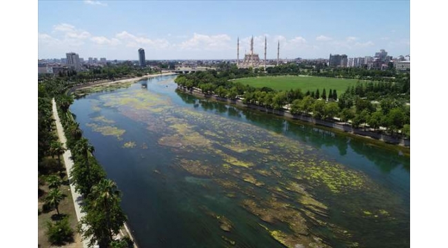 Seyhan Nehri'ni yosunlar istila etti