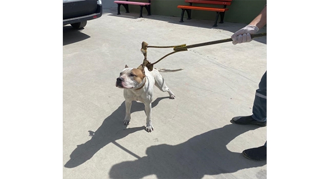 Tehlikeli ırk köpek sahibi 37 kişiye para cezası