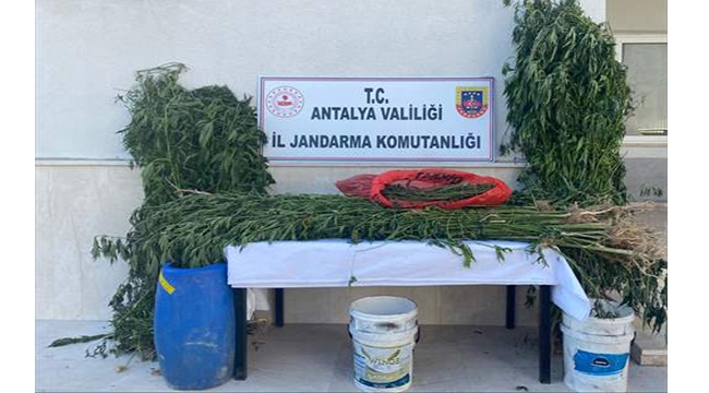 543 kök Hint keneviri ele geçirildi