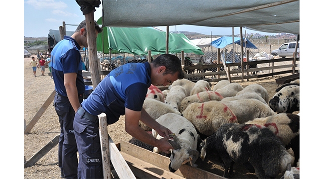 Çukurova’da kurban satış yeri denetimi