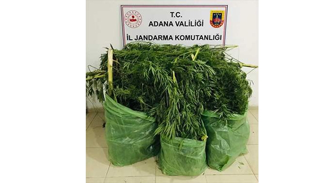 Mısır tarlasında 32 kök Hint keneviri ele geçirildi